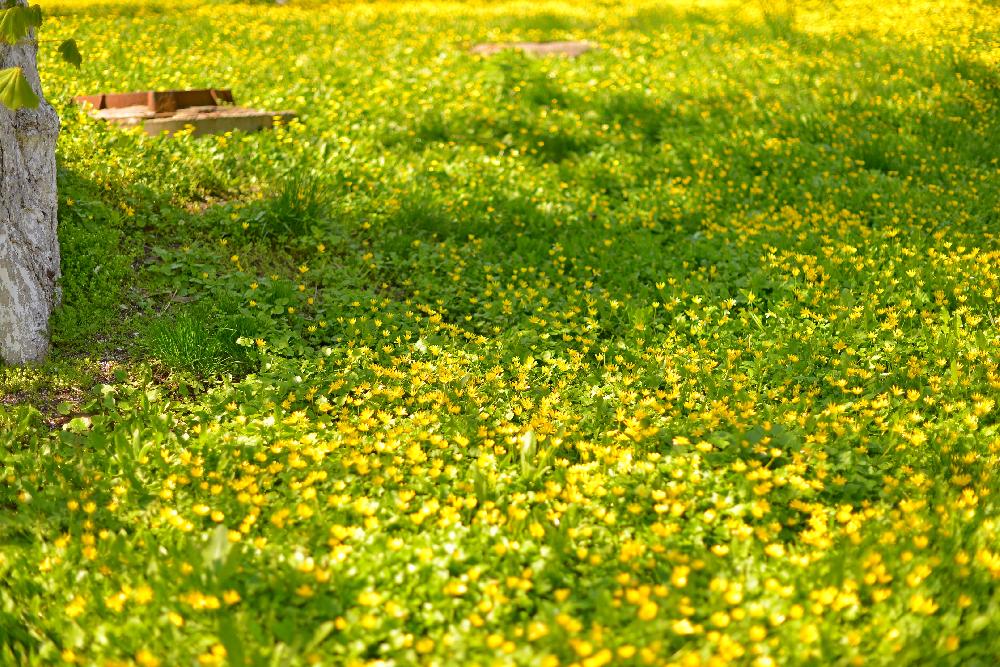 трава, квіти, цветы grass, flowers